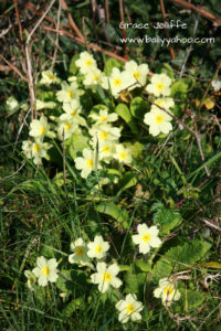 primrose plant on a page with children’s stories about nature from Ireland’s magical town of Ballyyahoo