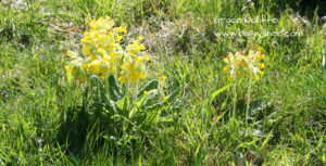 Cowslips illustrating a children's story about nature 