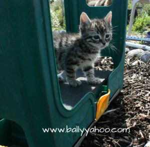 beautiful kitten on a garden stool - illustrating kitten stories from Ireland’s Ballyyahoo