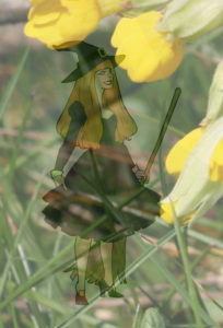 cartoon witch with cowslips illustrating a children's story about nature 