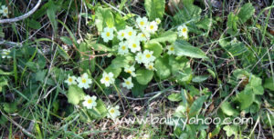 primroses under hedgerow illustrating a story about hedgerows for childre