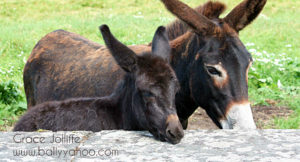two young donkeys illustrating children's stories from Ballyyahoo