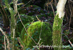 mossy stumps and rocks about following woodlands trails