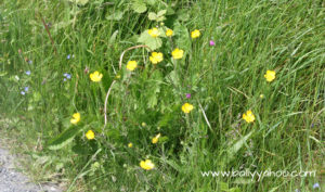 Buttercups growing along a lane illustrating a book called The Lost Words By Robert MacFarlane and Jackie Morris