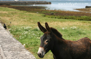 brown donkey standing at wall in Ballyvaughan Ireland