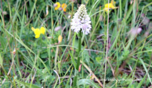 orchid in field illustrating a book called The Lost Words By Robert MacFarlane and Jackie Morris