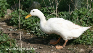 White Indian Runner duck 