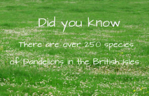 grassy field with text about dandelions