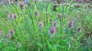wild teasel plants illustrating a page from a children's nature website