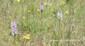 dandelions and orchids growing wild in a field