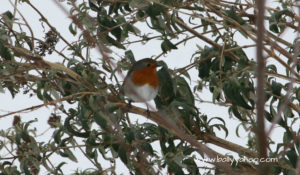 robin in tree illustrating an article about the red robin of Ballyyahoo