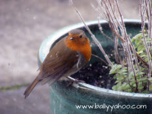 Robin on plant pot illustrating an article about the red robin of Ballyyahoo