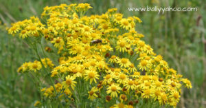 ragwort with bee