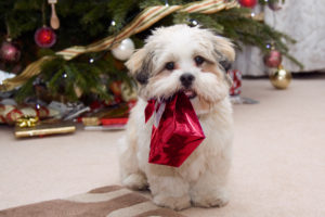 cute dog carrying Christmas present llustrating a Christmas story for kids
