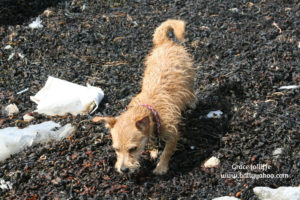 small terrier dog running in seaweed - illustrating an article with Creative Writing Exercises for Children - dogs